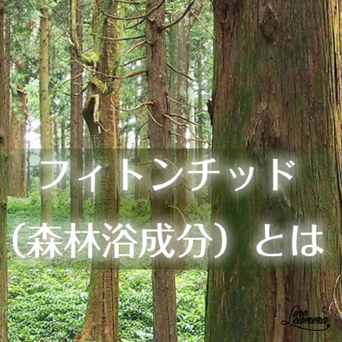 フィトンチッド
